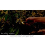 Chilymes Gartenschere 3 Stück Baumschere Ergonomisches Rebenschere Schnittschere mit Edelstahlklinge für Zweige Blumen Rosen Früchte Pflanzen Bonsai,Einfach zu Verwenden